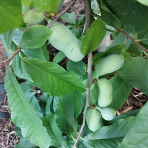 Pawpaw fruit tree laden with green-skinned fruit.