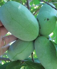 Pawpaw fruit tree with several large