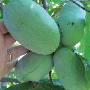 Pawpaw fruit tree with several large