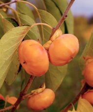 Persimmon Plant flat orange fruit on the tree.