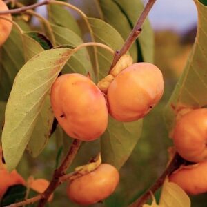 Persimmon Plant flat orange fruit on the tree.