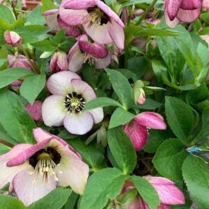 French Kiss Hellebore plant blooms with white petals with pink to burgundy veining and edging.