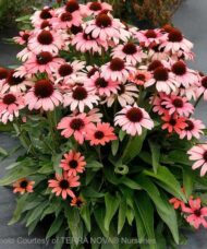 A Pink Coneflower plant with strong