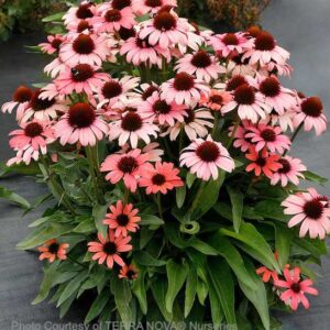 A Pink Coneflower plant with strong
