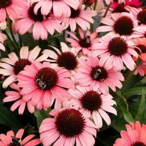 straight stems and pink blooms with darker cones.