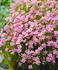 Pink Coreopsis plant with masses of pink blooms with yellow centres.