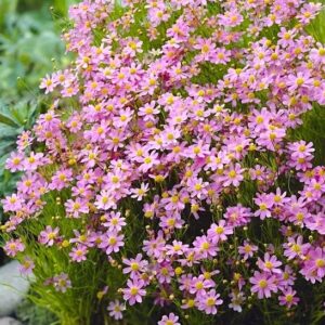 Pink Coreopsis plant with masses of pink blooms with yellow centres.