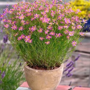 Pink Coreopsis plant with tall slender stems