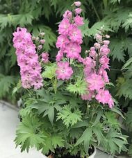 Dwarf Pink Delphinium plant with short spikes of dusty pink flowers in a pot.