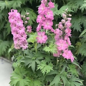 Dwarf Pink Delphinium plant with short spikes of dusty pink flowers in a pot.