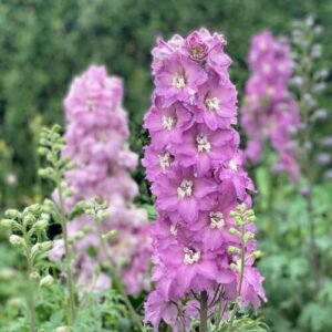 Spires of Pink Delphinium plant pink flowers against dusty green foliage.