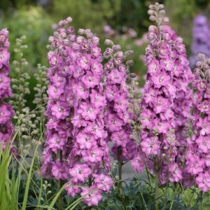 Spires of Pink Larkspur flowers in a swath.