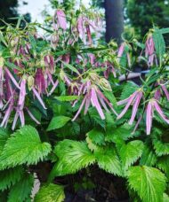 Pink Octopus Bellflower plant of glossy neat foliage and candy-pink flowers with slightly twisted