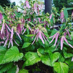 Pink Octopus Bellflower plant of glossy neat foliage and candy-pink flowers with slightly twisted
