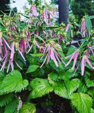 Pink Octopus Bellflower plant of glossy neat foliage and candy-pink flowers with slightly twisted
