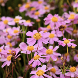a mass of foliage and pink terminal flowers in a terracotta pot.