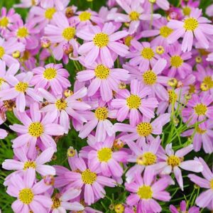 Pink Tickseed planted in a swath.