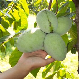 Potomac Paw Paw Tree large fruit on the tree.