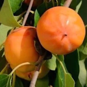 Prairie Dawn Persimmon plump