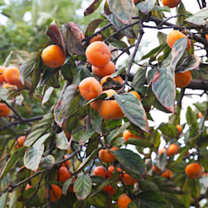 Prairie Gem Claypool Persimmon tree full of fruit.