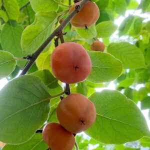 Prairie Star Persimmon Plant with orange fruits and attractive green leaves.