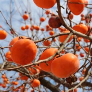 Prairie Sun American Persimmon fruit on bare branches against a bright blue sky.