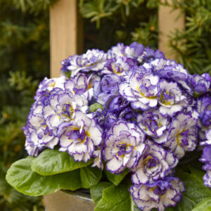 Purple Primrose | RHAPSODY Primrose | Double Primrose