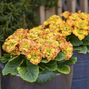 Yellow primrose plant with multi-coloured blooms.