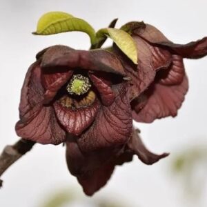 Prolific Pawpaw plant maroon flowers.