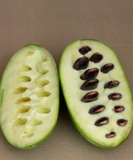 Prolific Pawpaw tree fruit with a creamy flesh.