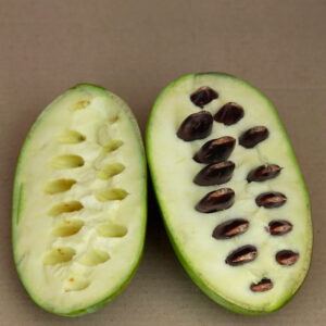 Prolific Pawpaw tree fruit with a creamy flesh.