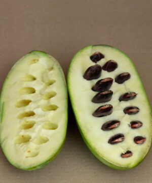 Prolific Pawpaw tree fruit with a creamy flesh.