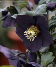 Purple Black Hellebore plant beautiful