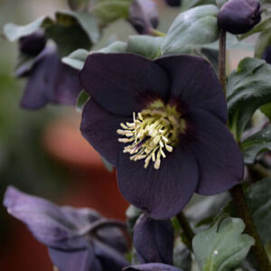 Purple Black Hellebore plant beautiful