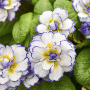 Purple double primrose white and purple blooms with sunny yellow centres.