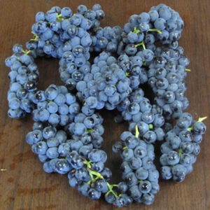 purple grapes.
