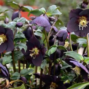 purple black