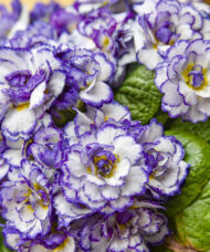 Purple primrose white blooms with heavy purple picotee edges and yellow smudges at centre.