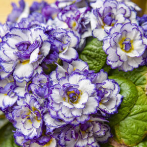 Purple primrose white blooms with heavy purple picotee edges and yellow smudges at centre.
