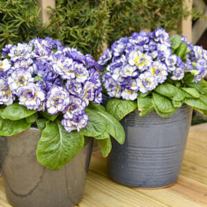 Potted Purple primrose plants with ruffled white blooms with a purple picotee edge.