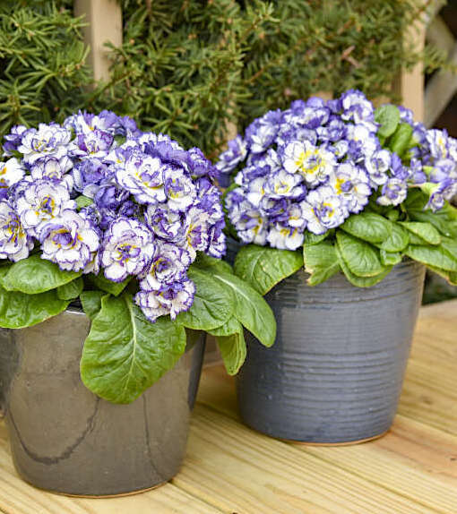 Purple Primrose | RHAPSODY Primrose | Double Primrose