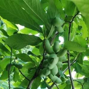 Rebecca's Gold Pawpaw plant laden with fruit.