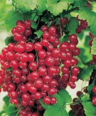 Shiny pearls of Red currant bush fruits.