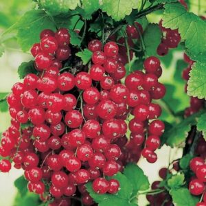 Shiny pearls of Red currant bush fruits.