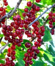 Red Currant Plant stunning red fruits.