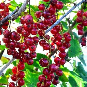 Red Currant Plant stunning red fruits.