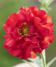 A stunning single Red Geum red and flame-edged bloom.