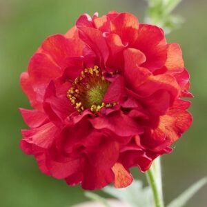 A stunning single Red Geum red and flame-edged bloom.
