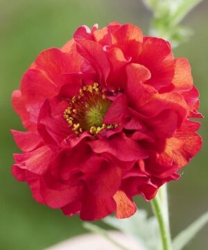 A stunning single Red Geum red and flame-edged bloom.