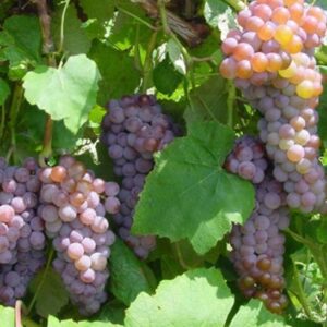 Huge clusters of grapes on a Red grape plant.